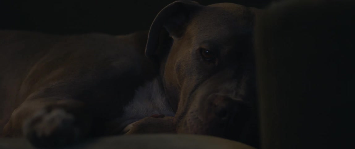 Big dog falling asleep on a couch in the living room at home