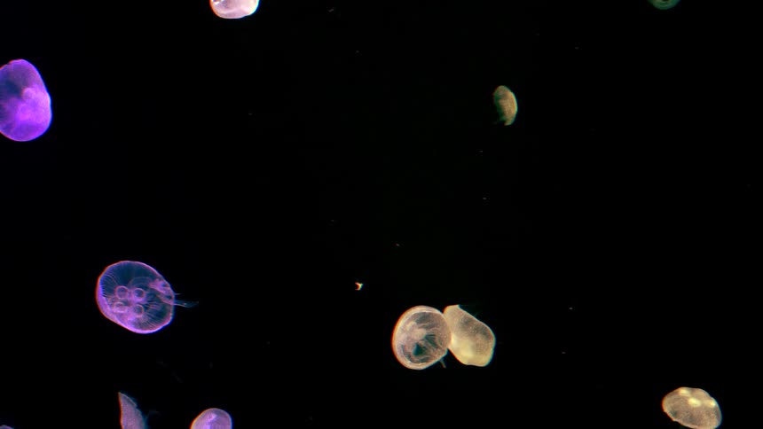 Colorful luminous jellyfish swim through dark water