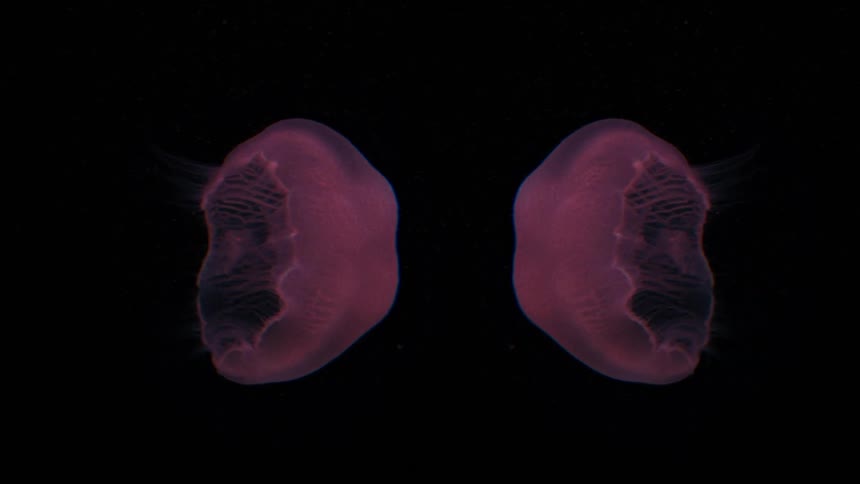 Two jellyfish swim underwater