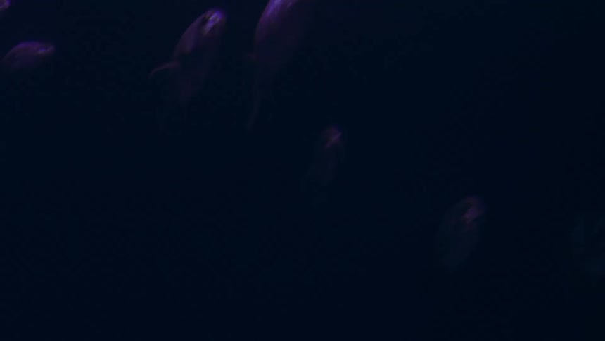 Fish school swims through murky dark blue water