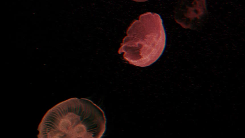 Jelly fish are swimming in the ocean during night time