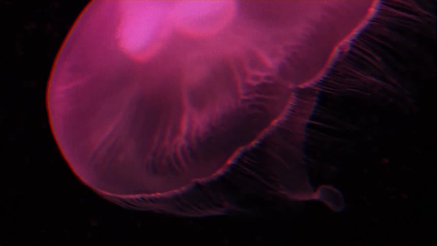 Close up view of a jellyfish swimming in the ocean