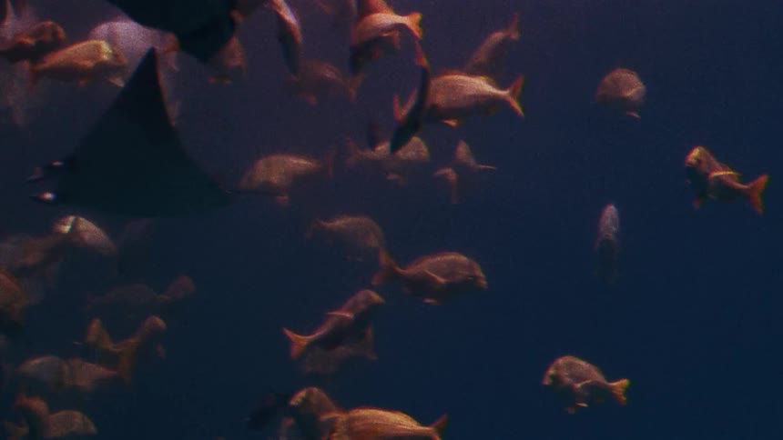 A school of large fish are swimming underwater along with a few stingrays