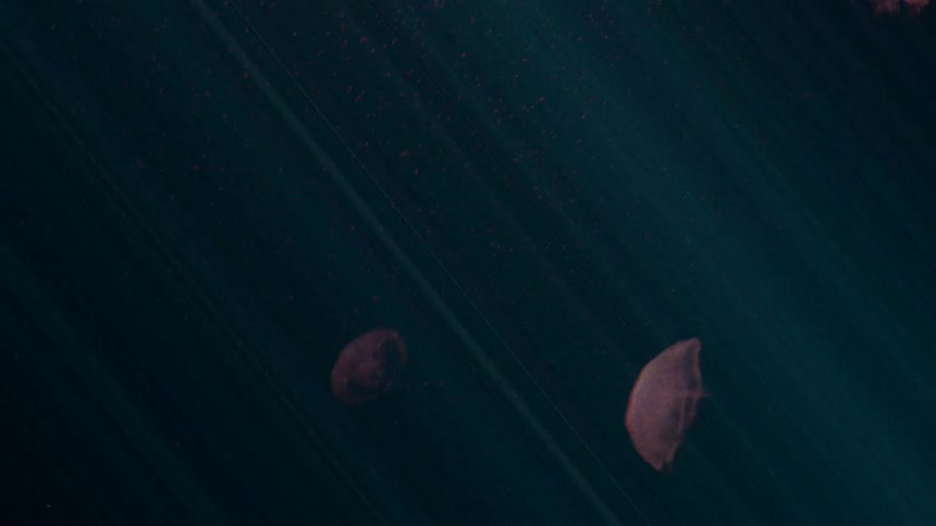 Two jellyfish are swimming in the ocean water