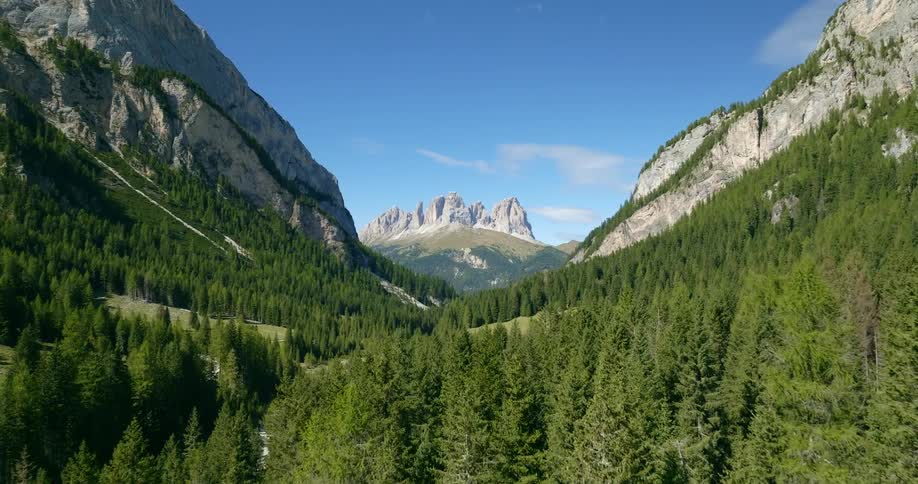 An evergreen forest in a mountain valley on a sunny day