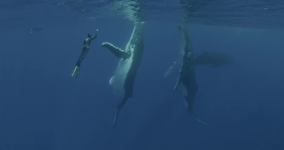 A diver under water with whales