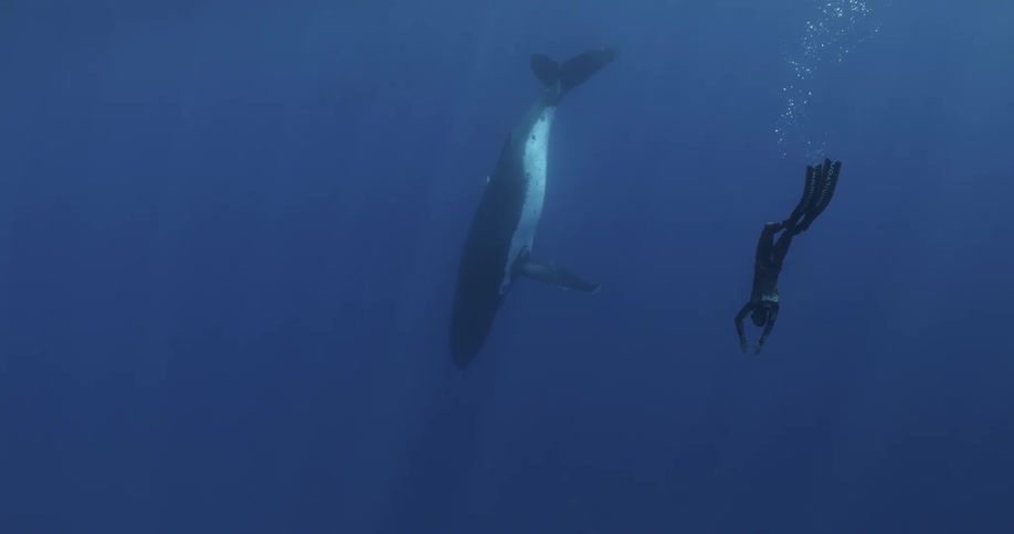 Diver swims down paralleling whale oriented with its head downward