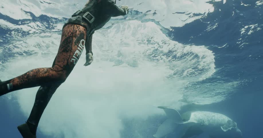 Snorkeler wearing wet suit swims toward surface near whales