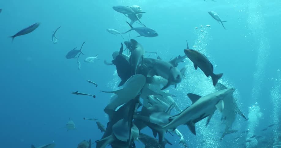 Sharks feeding on fish secured to a balloon topped rope line