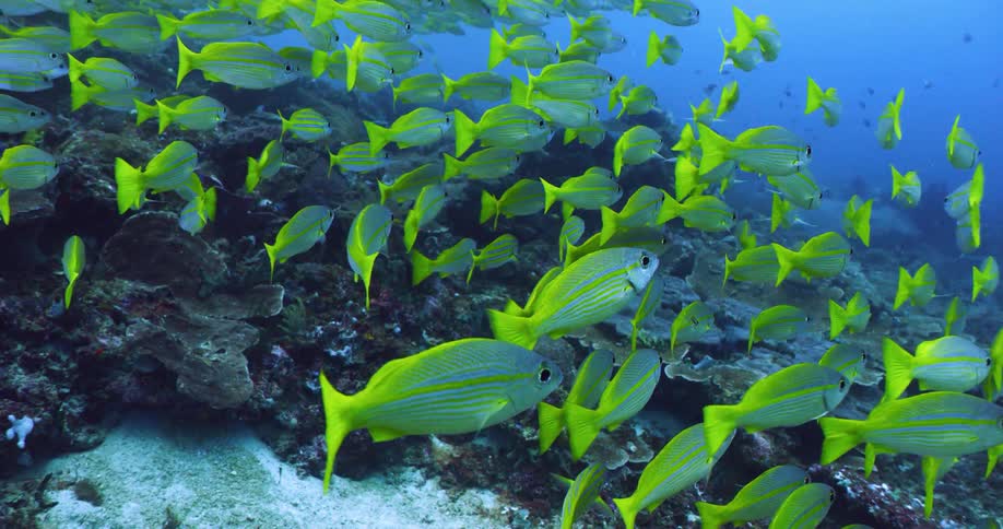 A school of fish swimming in the ocean