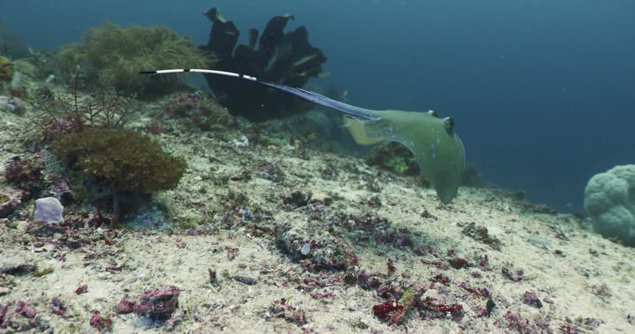 Fish swimming under water in the ocean