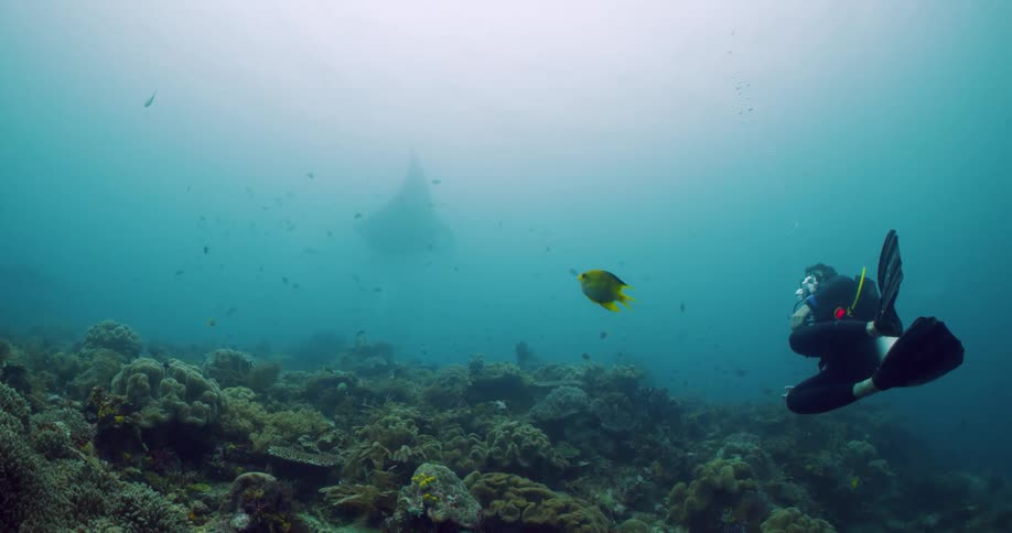 A man diving swims under water with fish