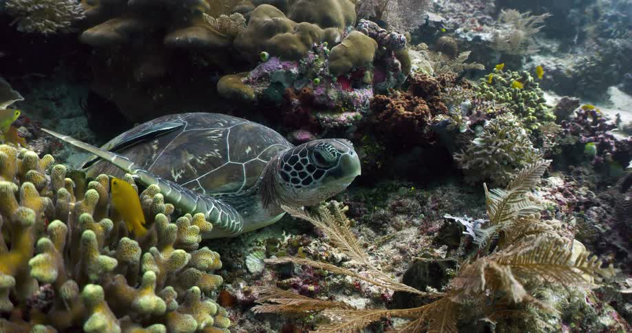 A turtle on the ocean floor