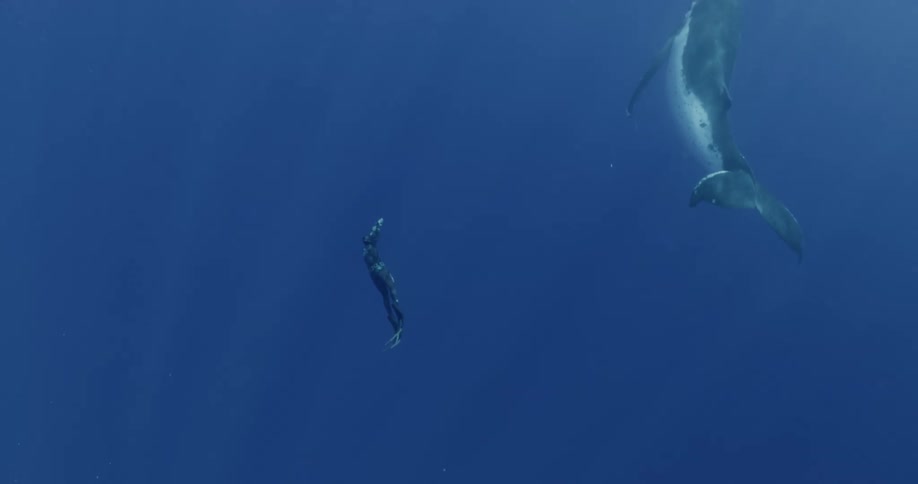 Diver swims next to killer whale in blue ocean water