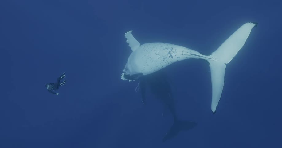 A diver swims by a whale in the ocean