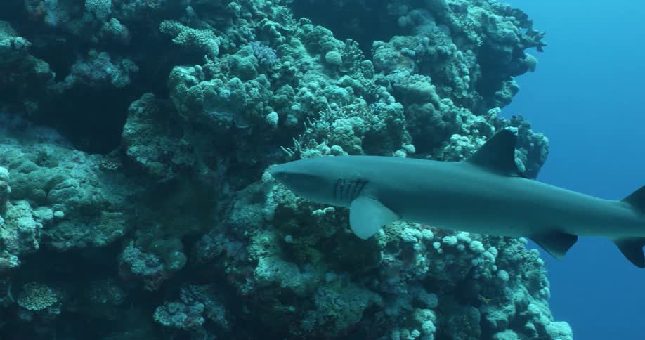 A shark swims around large coral formations underwater during the day