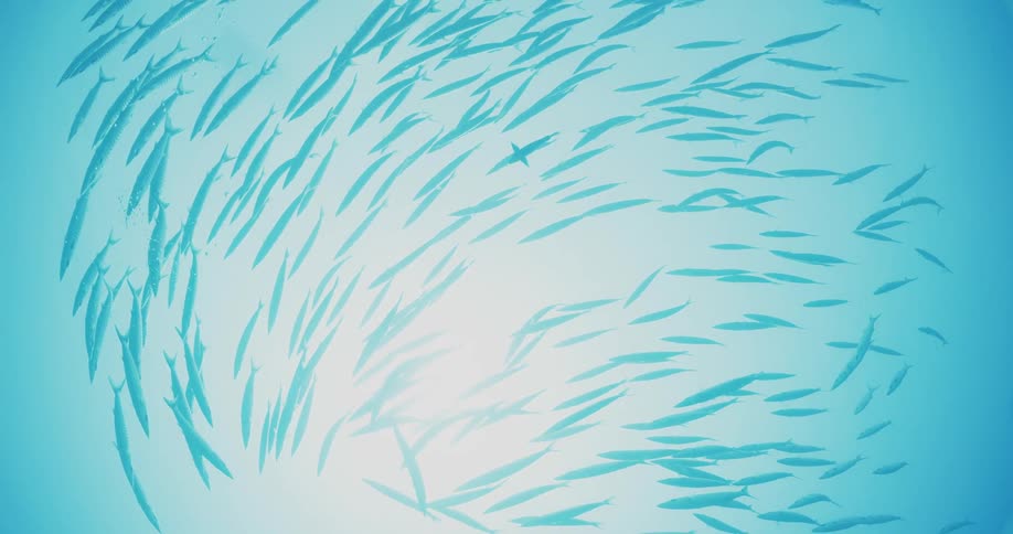 A school of fish swim together underwater as sunlight shines down from the surface