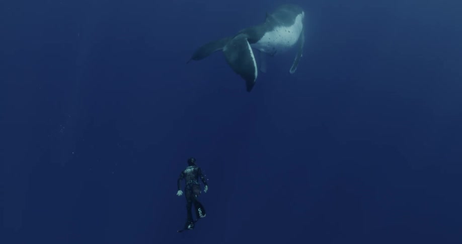 A diver swims alongside a whale underwater