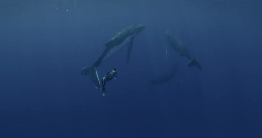 Diver swims close to whales in murky water