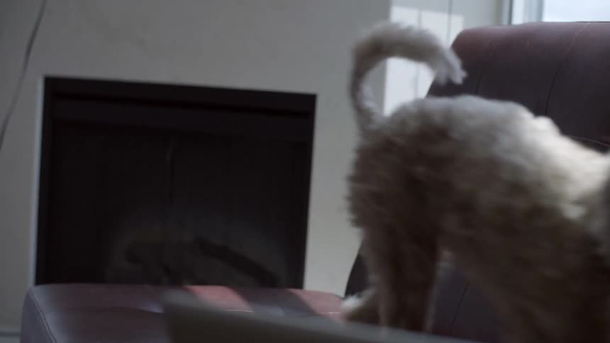 A small grey dog picks up its toy and walks towards the camera