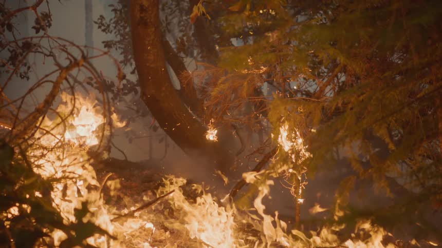 Flames rising during a forest fire