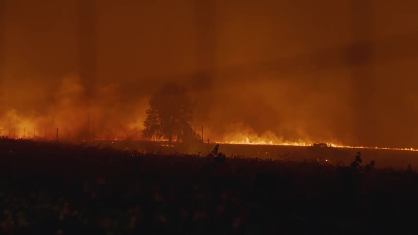 A forest fire blazing through trees and the forest ground with smoke all around