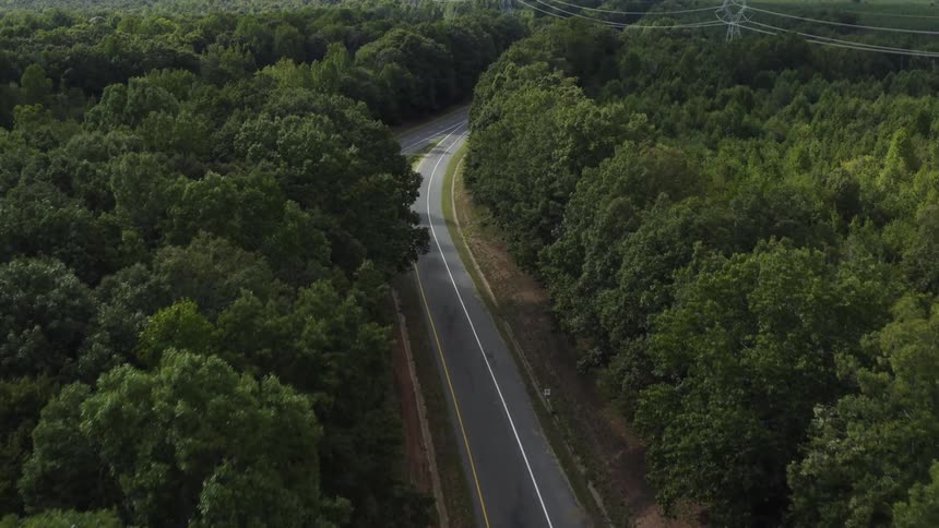 A road through a dense forest during the day