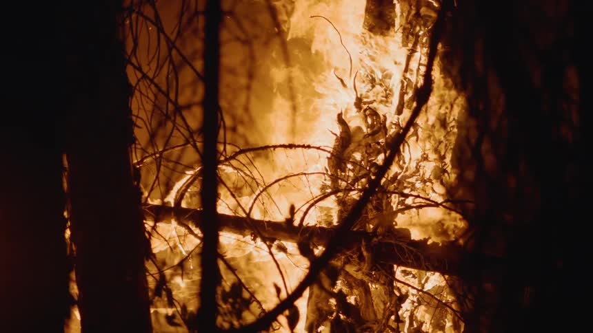 The forest is on fire at night