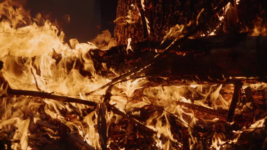 The trees are on fire in the forest