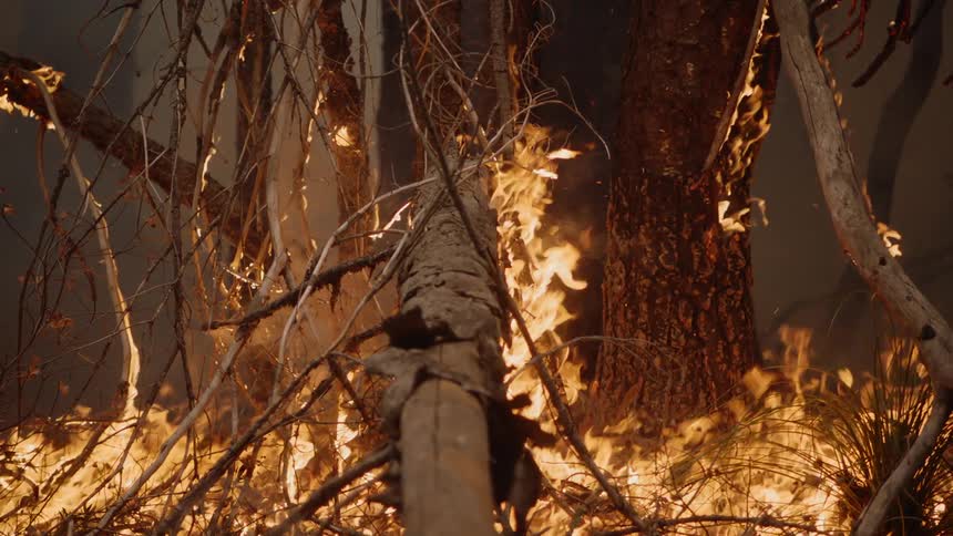 Flames consume trees and brush at night
