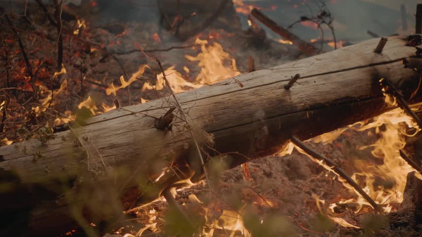 Tree trunk burns in the forest