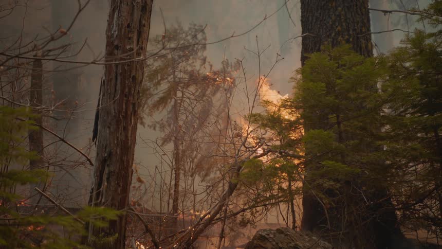 A forest fire blazing among trees