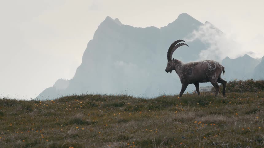 A mountain goat walks across a field in front of a mountain range