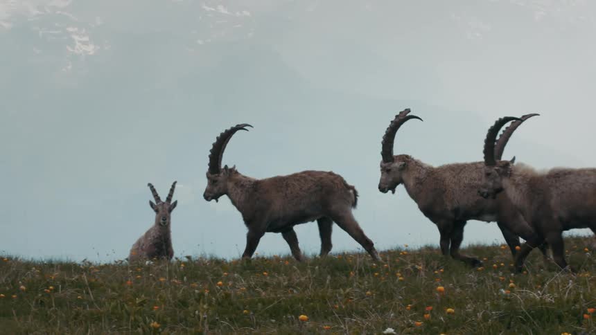 A group of ibex walk across a hill during the day