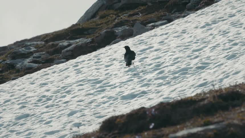 The crow walks over the snow