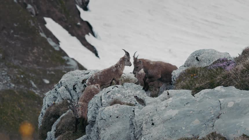 Goats jump on the mountain