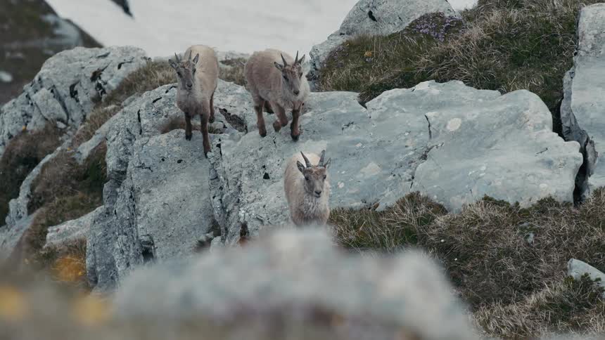 The goats climb on the mountain