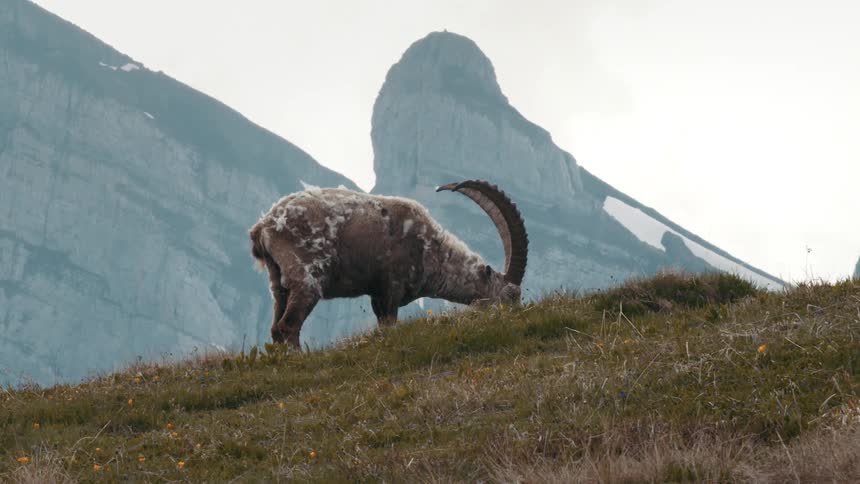 A mountain goat with horns grazes on grass with mountains in the background