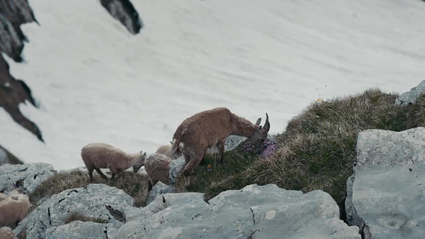 Mountain goats grazing grass on a mountain
