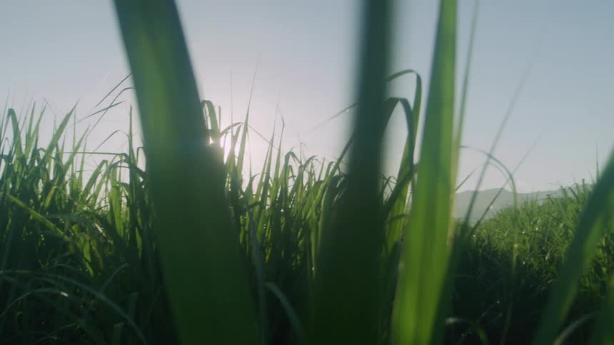 Tall weeds grow in a field