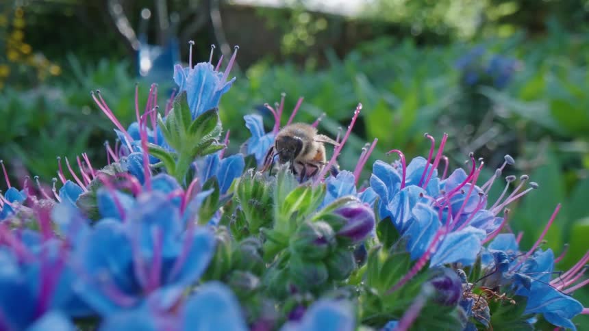 A bee takes pollen from flowers