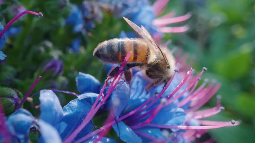 Close up of bee collecting pollen on blue flowers