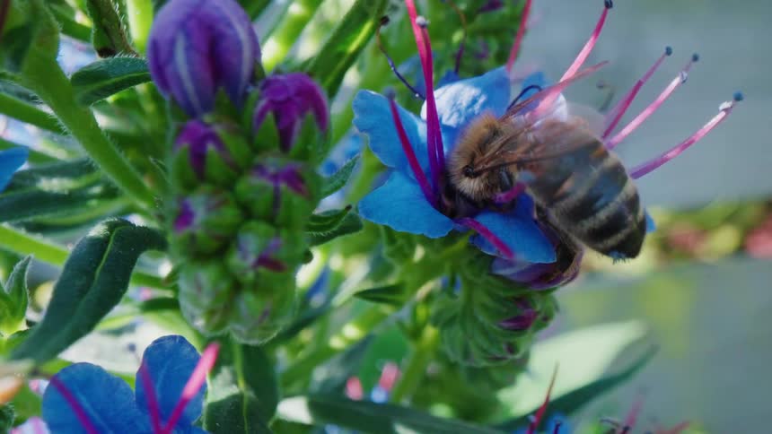 The bee is pollinating the flower
