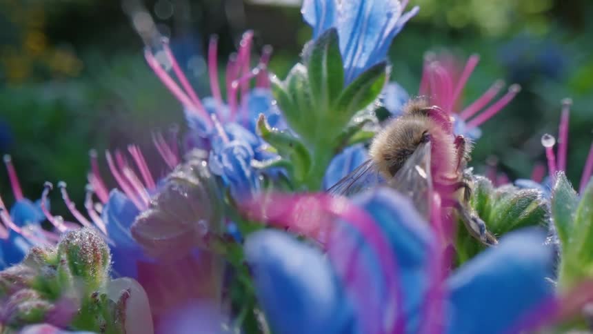 A bee is crawling on flowers collecting pollen