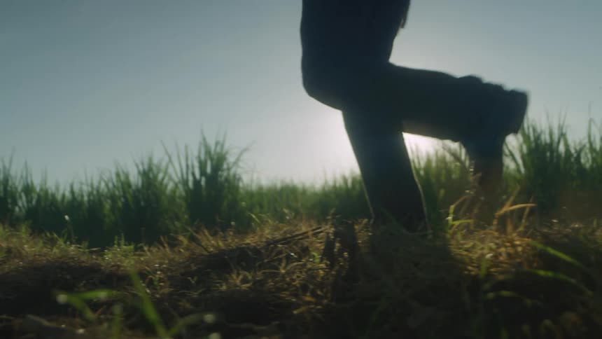 A man walks through tall grass in a field