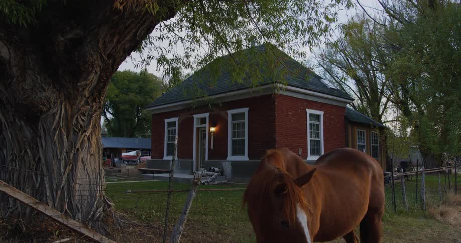 A horse grazes in a field next to a home