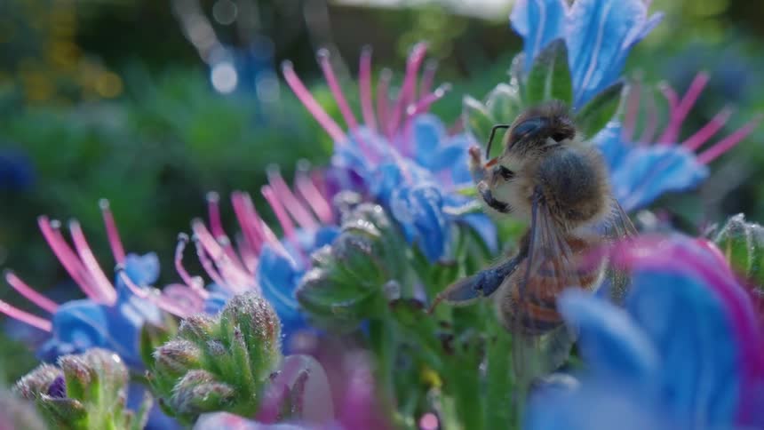 Close up of bee collecting pollen on blue flowers