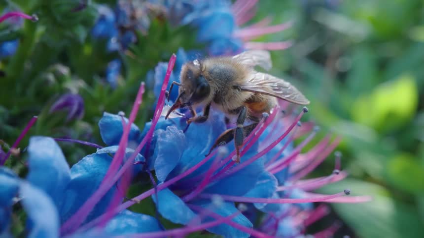 Sunlight shines on a bee crawling on flowers collecting pollen
