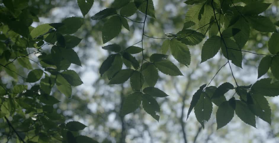 Small leaves on a tree in the day