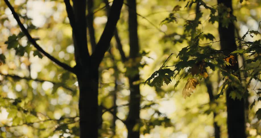 The leaves hang from the trees